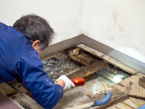 Professional Mold Remediation in San Castle, FL
