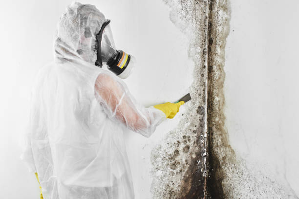 Best Industrial Mold Remediation in San Castle, FL