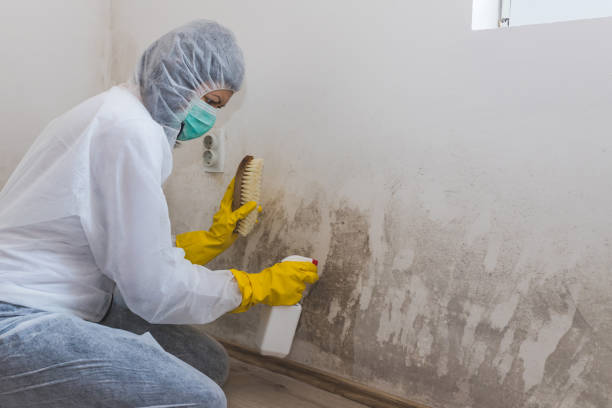 Best HVAC Mold Remediation in San Castle, FL
