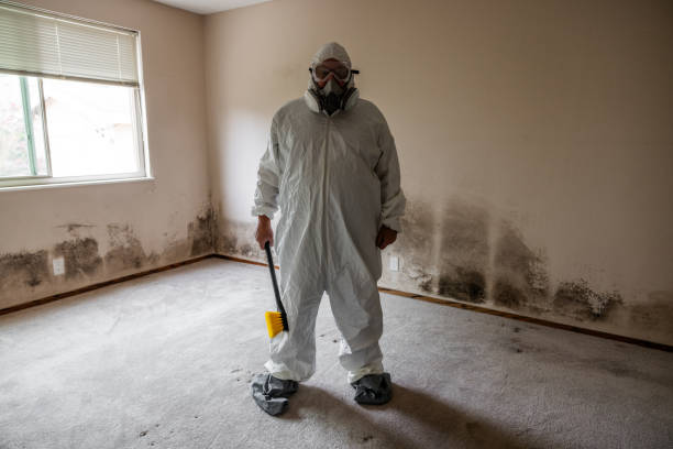 Best Black Mold Remediation in San Castle, FL