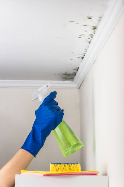 Best Residential Mold Remediation in San Castle, FL